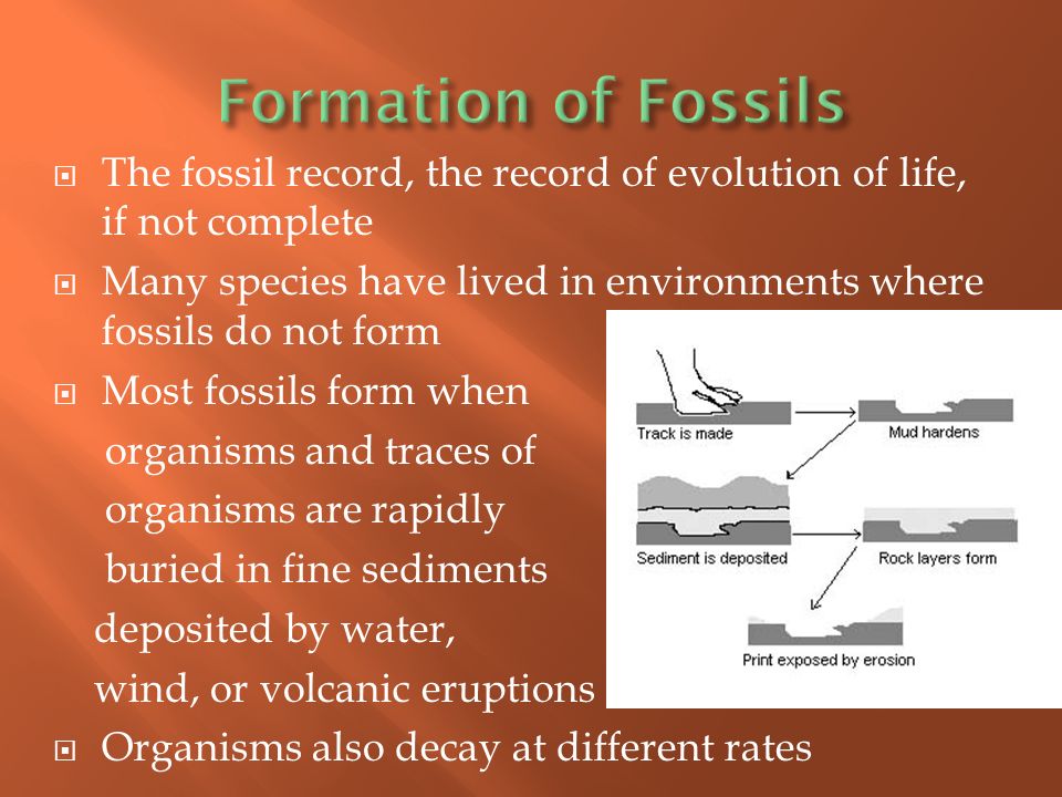  The fossil record, the record of evolution of life, if not complete  Many species have lived in environments where fossils do not form  Most fossils form when organisms and traces of organisms are rapidly buried in fine sediments deposited by water, wind, or volcanic eruptions  Organisms also decay at different rates