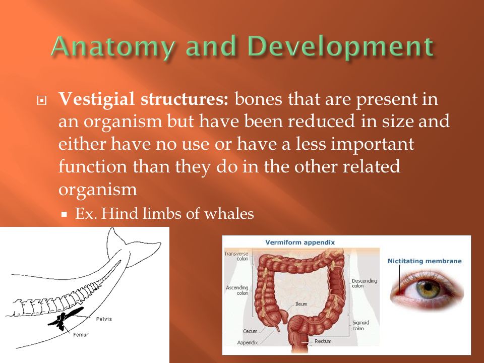  Vestigial structures: bones that are present in an organism but have been reduced in size and either have no use or have a less important function than they do in the other related organism  Ex.