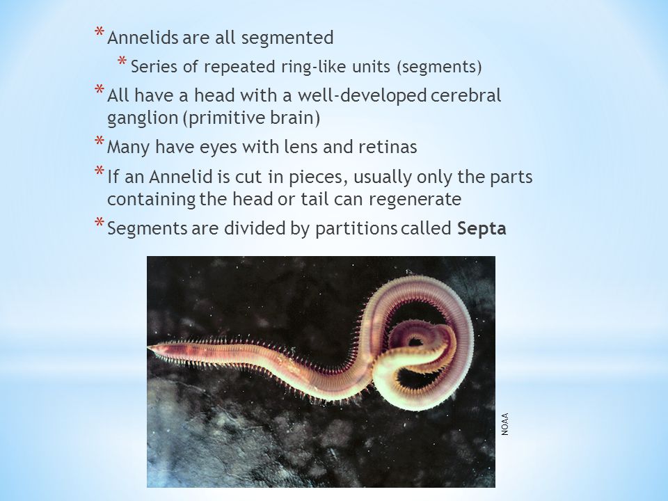 * Annelids are all segmented * Series of repeated ring-like units (segments) * All have a head with a well-developed cerebral ganglion (primitive brain) * Many have eyes with lens and retinas * If an Annelid is cut in pieces, usually only the parts containing the head or tail can regenerate * Segments are divided by partitions called Septa NOAA