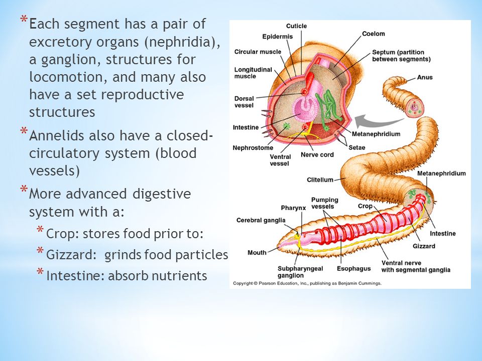 * Each segment has a pair of excretory organs (nephridia), a ganglion, structures for locomotion, and many also have a set reproductive structures * Annelids also have a closed- circulatory system (blood vessels) * More advanced digestive system with a: * Crop: stores food prior to: * Gizzard: grinds food particles * Intestine: absorb nutrients