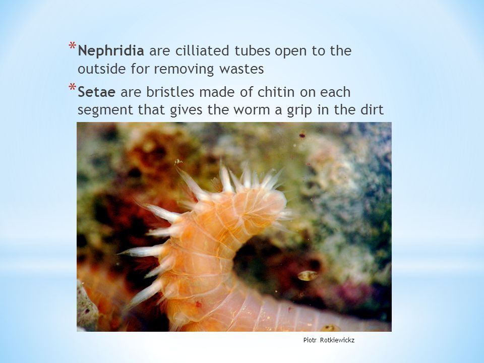 * Nephridia are cilliated tubes open to the outside for removing wastes * Setae are bristles made of chitin on each segment that gives the worm a grip in the dirt Piotr Rotkiewickz