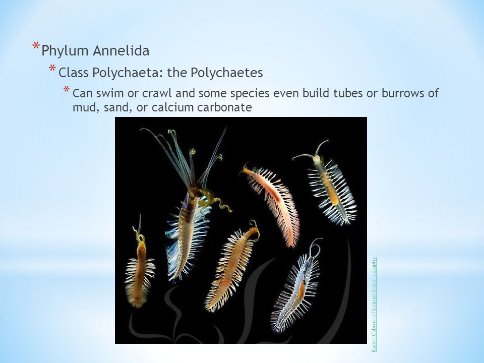 * Phylum Annelida * Class Polychaeta: the Polychaetes * Can swim or crawl and some species even build tubes or burrows of mud, sand, or calcium carbonate Karen Osborn of Scripps Oceanography