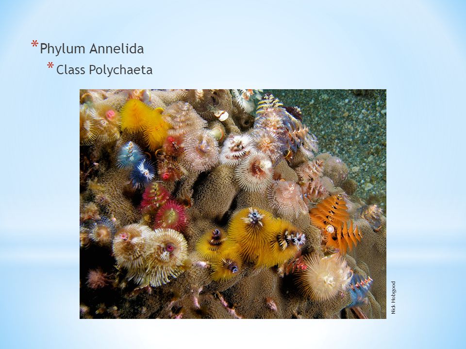 * Phylum Annelida * Class Polychaeta Nick Hobgood