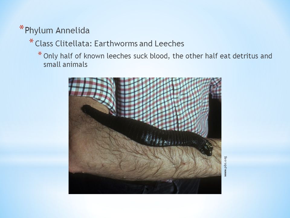 * Phylum Annelida * Class Clitellata: Earthworms and Leeches * Only half of known leeches suck blood, the other half eat detritus and small animals