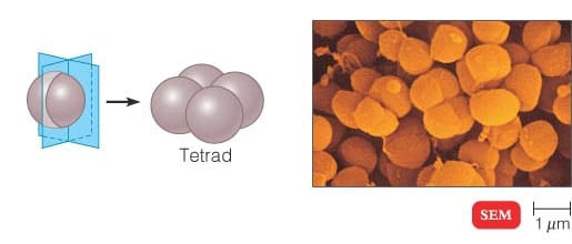 Tetrads