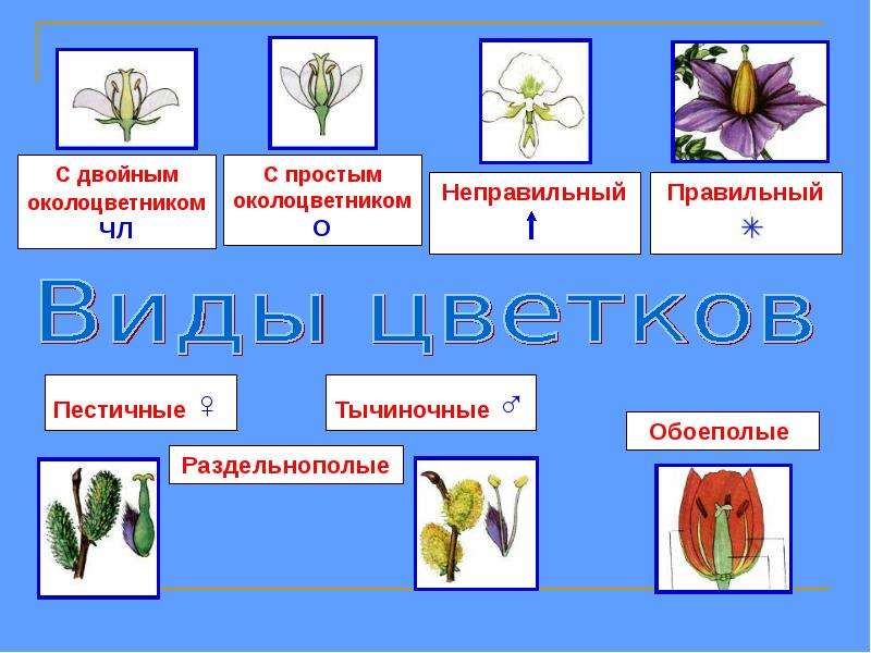 Генеративное размножение растений какие органы. Генеративные органы строение цветка. Строение и разнообразие цветков. Строение и разнообразие цветов. Строение и многообразие цветков.