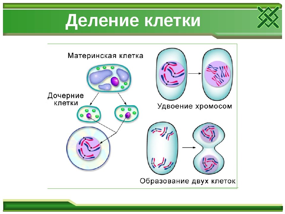 Процесс деления клетки этапы
