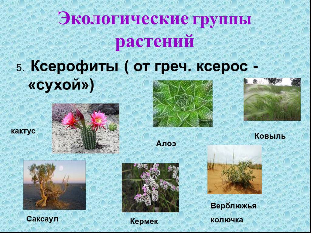Рис относится к группе. Представители экологической группы ксерофиты. Ксерофиты группа растений. Ксерофиты описание. Ксерофиты примеры растений.