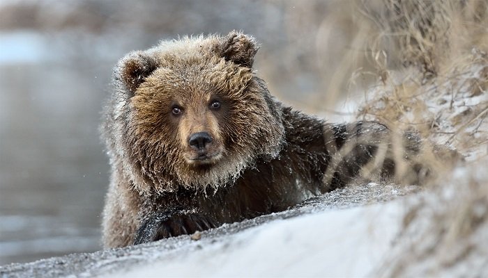 Как звери готовятся к зиме, фото 8