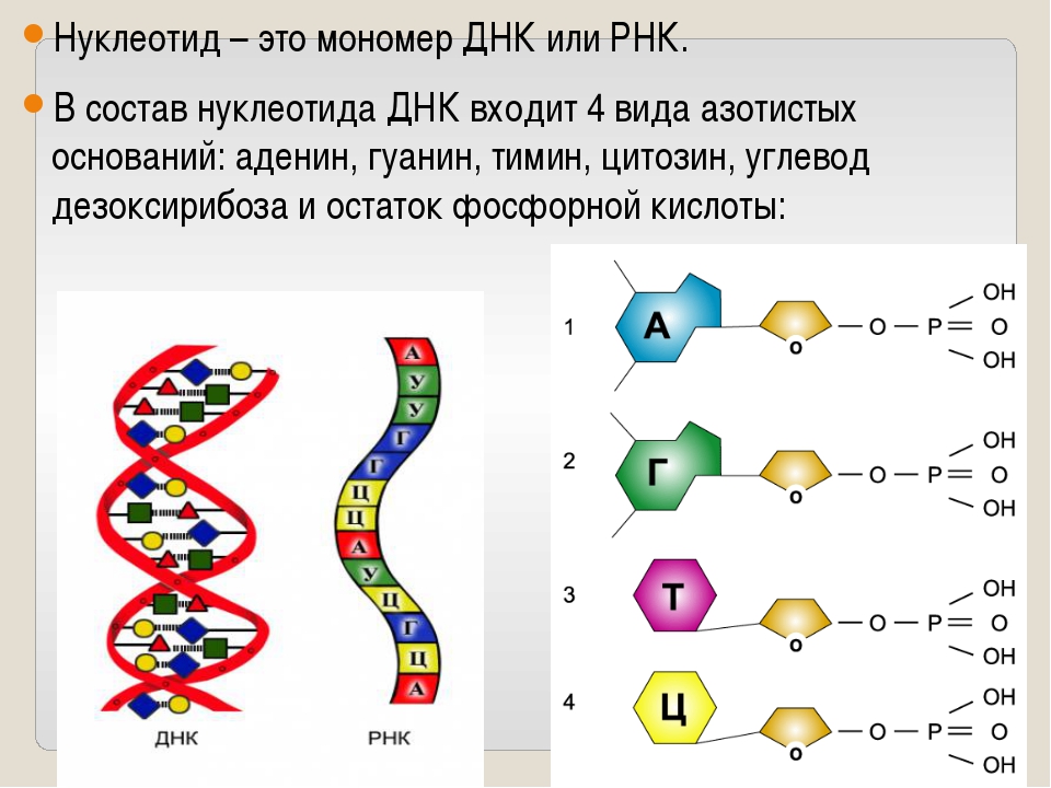 Изменения происходят в последовательности нуклеотидов молекулы днк. Схема строения нуклеотида ДНК И РНК. Структура нуклеотида ДНК И РНК. Структура нуклеотида ДНК. Структура нуклеотида схема ДНК.