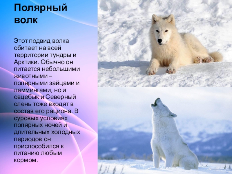 Доклад от южной до полярного края. Полярный волк описание. Северный волк описание. Полярный волк в тундре. Арктические пустыни волк.