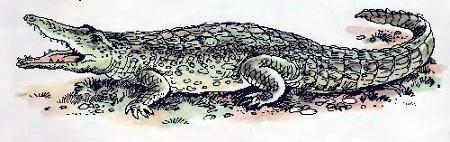 крокодил