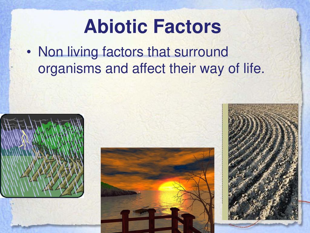 Abiotic Factors Non living factors that surround organisms and affect their way of life.