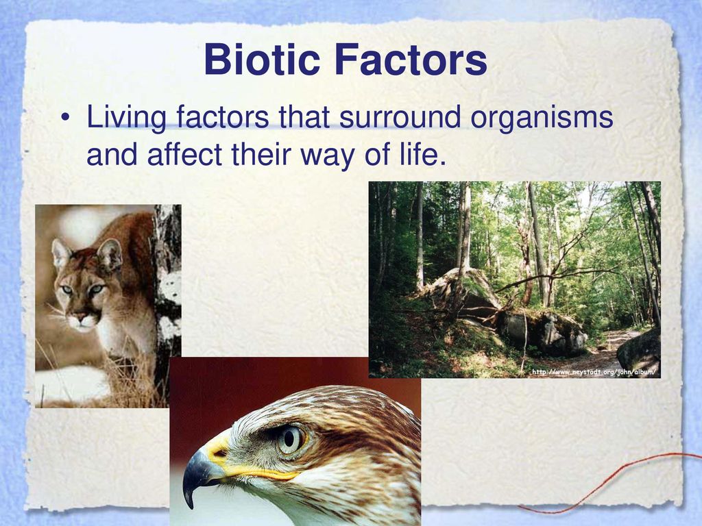 Biotic Factors Living factors that surround organisms and affect their way of life.