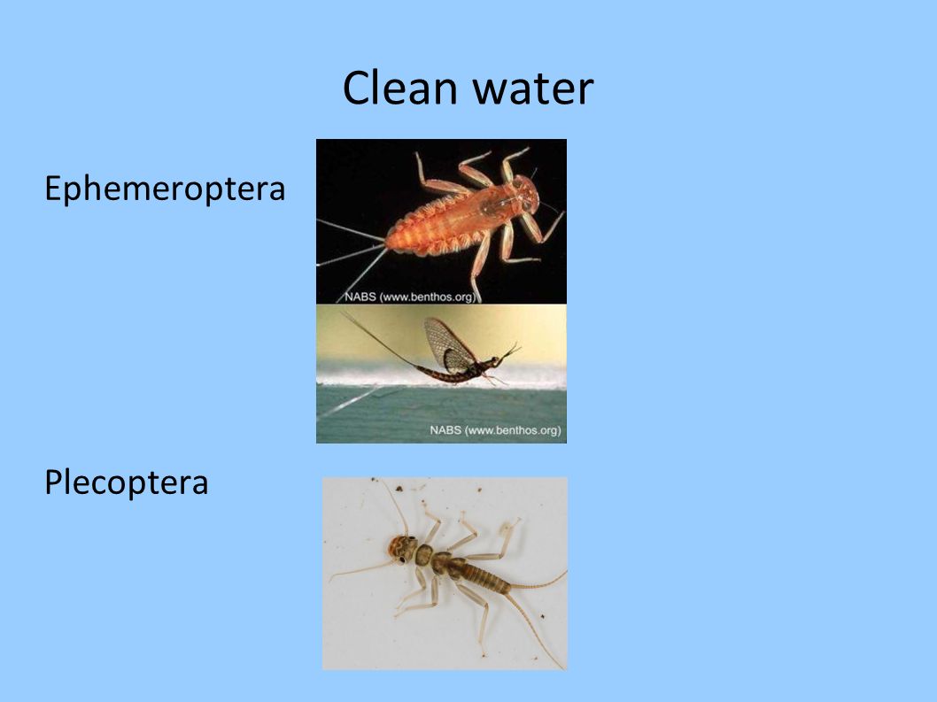 Clean water Ephemeroptera Plecoptera