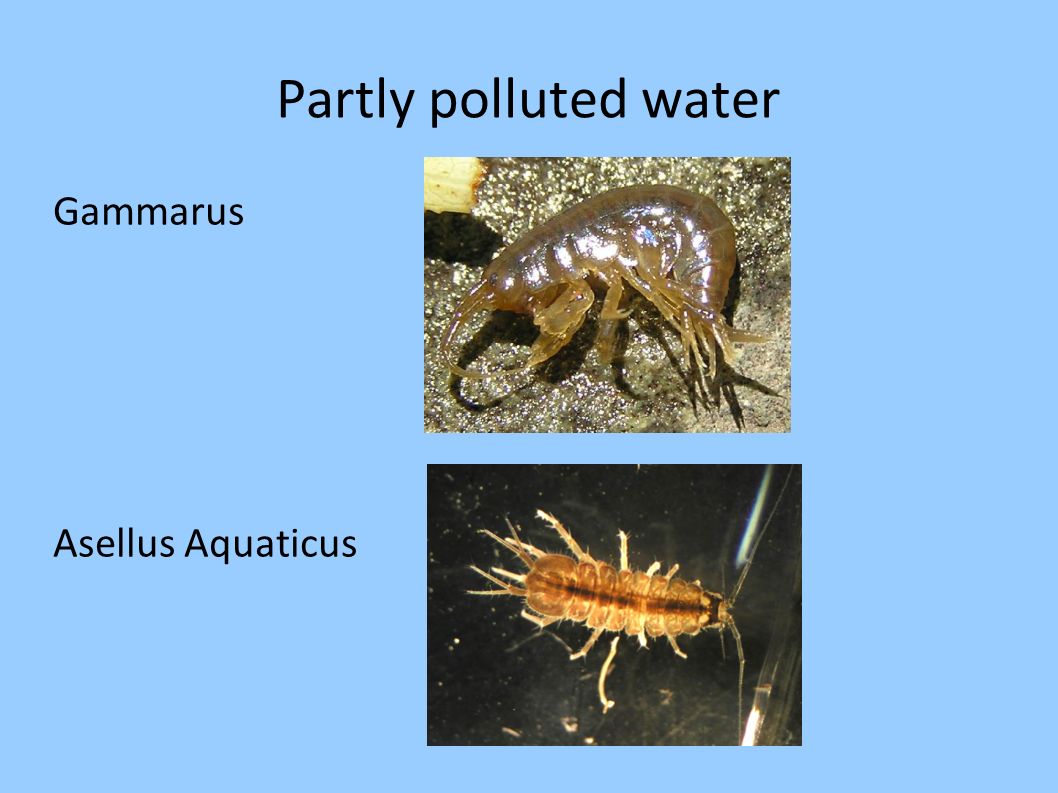 Partly polluted water Gammarus Asellus Aquaticus