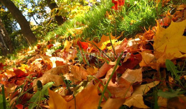 Осенние стихи для детей подготовительной группы – Картотека по окружающему миру (подготовительная группа) на тему: Стихи про осень для детей подготовительной группы