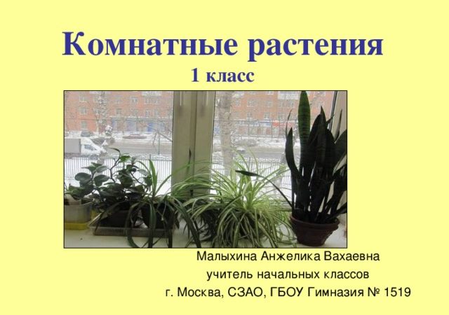 Проект комнатные растения 1 класс окружающий мир – Презентация по окружающему миру 1 класс на тему » Комнатные растения»