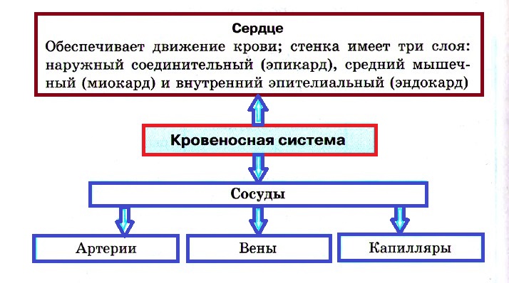 Кровеносная система кровь и ее значение 4 класс – Значение кровеносной системы для человека. Кровь (4 класс)