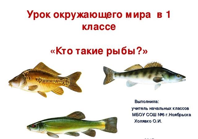 Урок окружающего мира кто такие рыбы 1 класс – Конспект урока окружающего мира «Кто такие рыбы?» (1 класс)