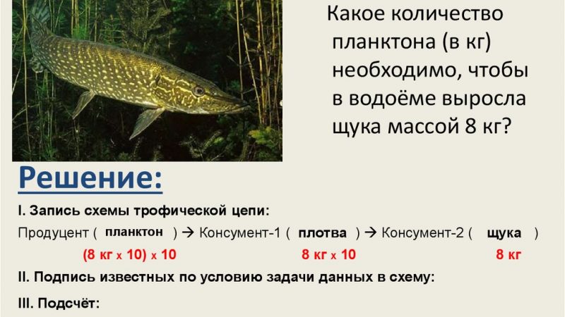 Решение задач по экологии – Задачи с решением по экологии