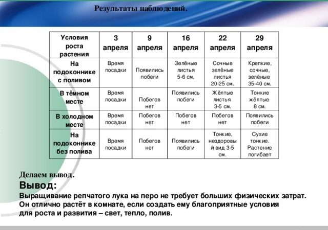 Таблица наблюдение за луком – . , — .