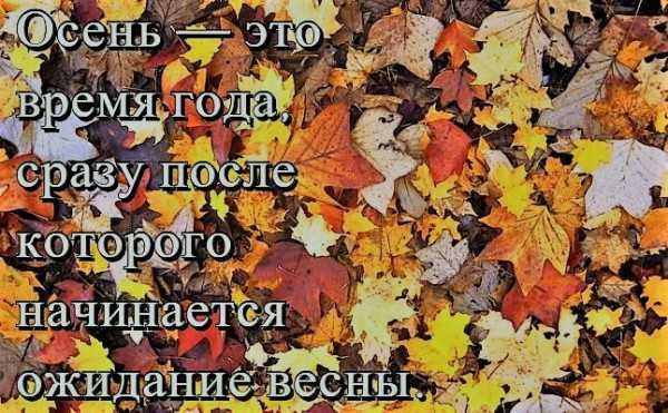 Промелькнули летние деньки пришла осень день стал короче трава начала желтеть только ель стоит