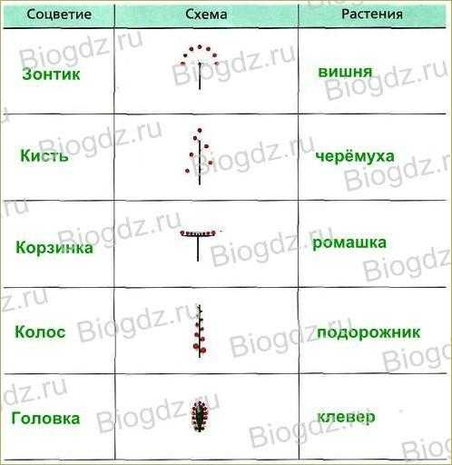 Изучив текст параграфа и рисунок 51 заполните таблицу соцветия 6 класс биология