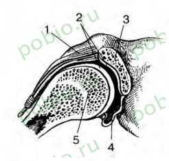 Какой цифрой на рисунке обозначен суставный хрящ