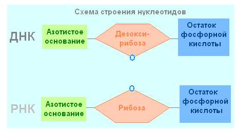 Мономер нуклеотида днк. Схема строения нуклеотида ДНК. Строение мономера нуклеотида ДНК. Схема строения нуклеотида ДНК И РНК. Строение нуклеотида ДНК И РНК.