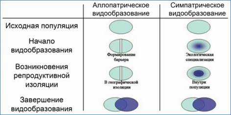 Схема аллопатрического видообразования